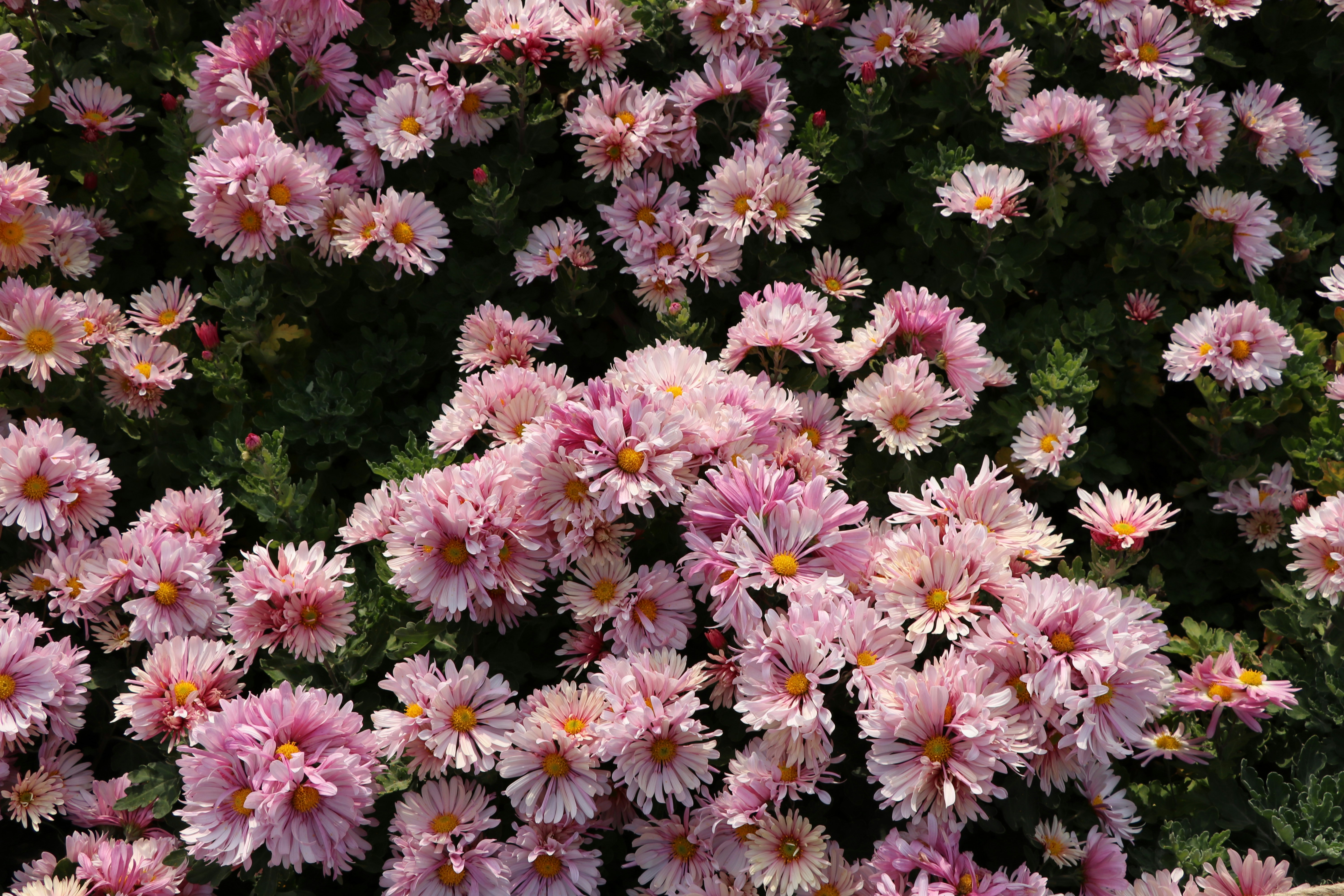 Photo by mohammadrezaphoto