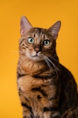 a cat sitting on top of a table with a yellow background