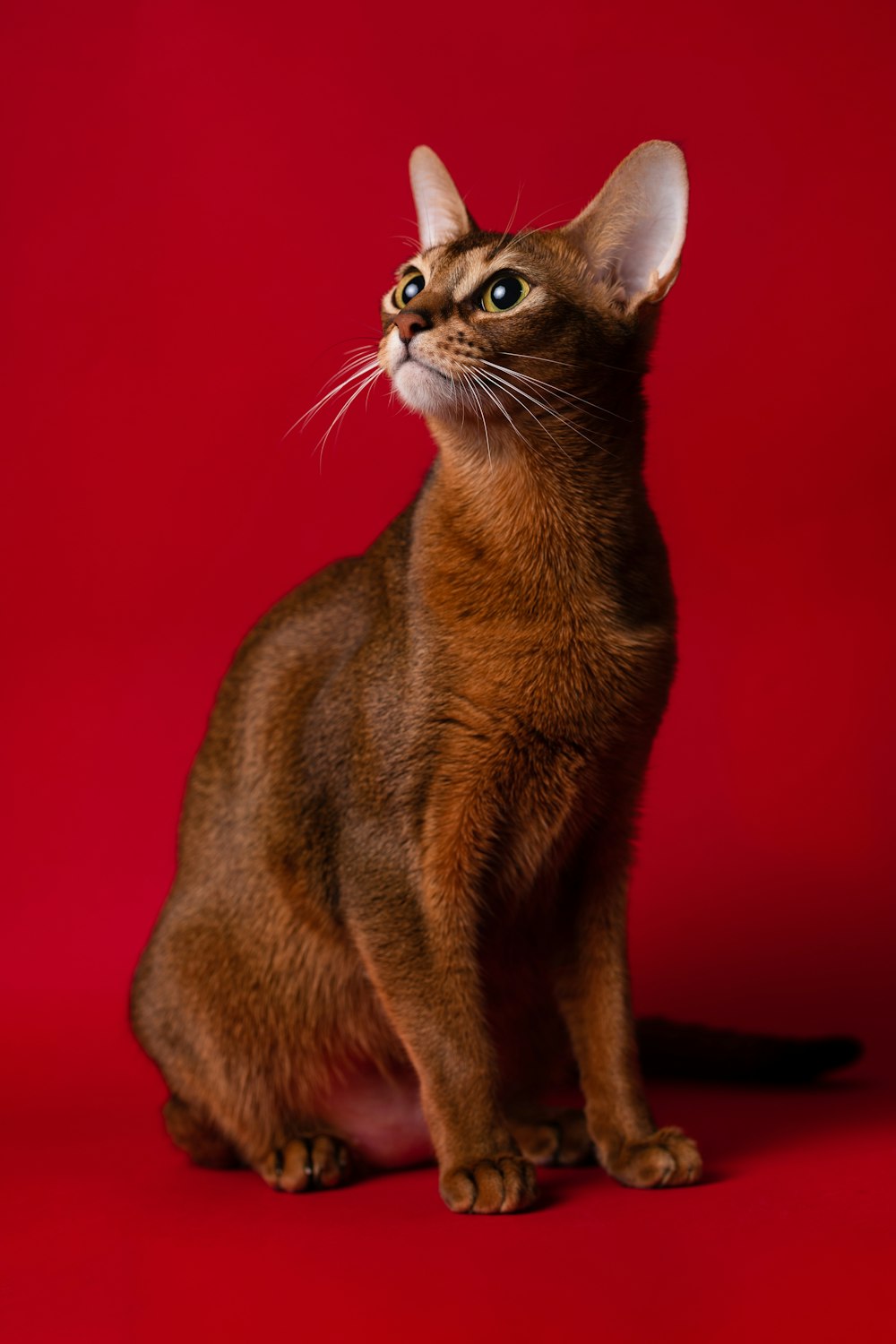 a brown cat sitting on top of a red background