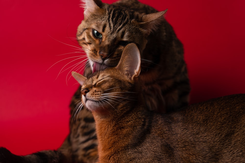 a couple of cats standing next to each other