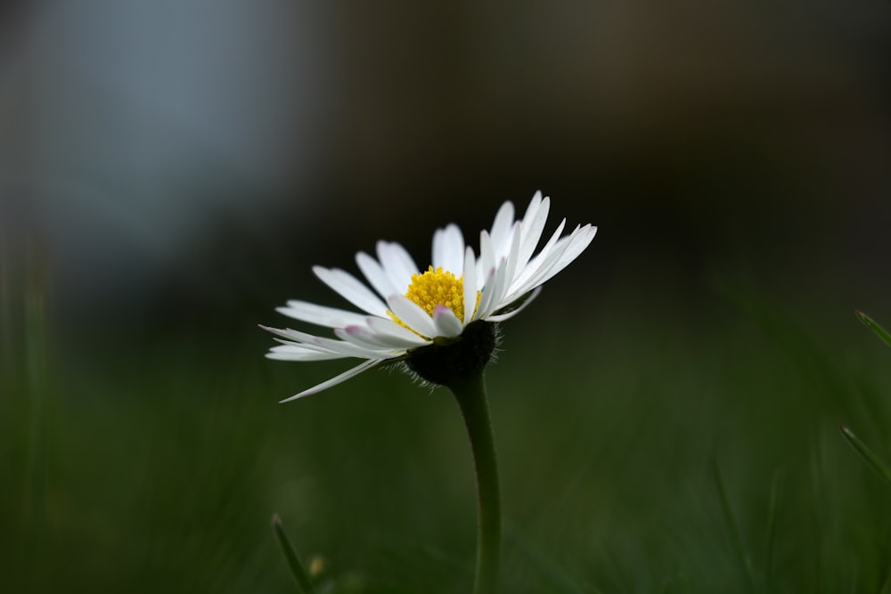 a single white flower with a yellow center