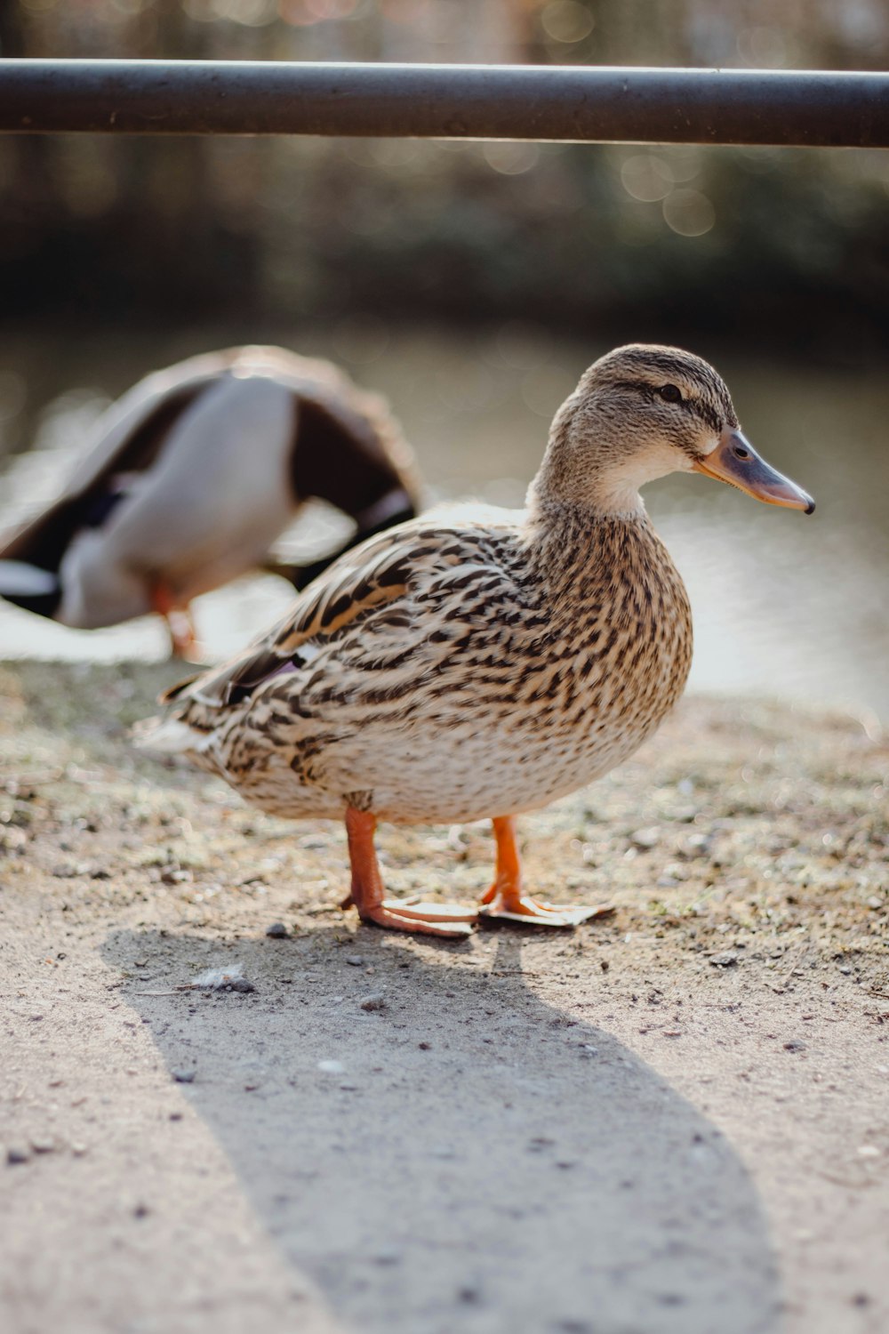 a couple of ducks standing next to each other