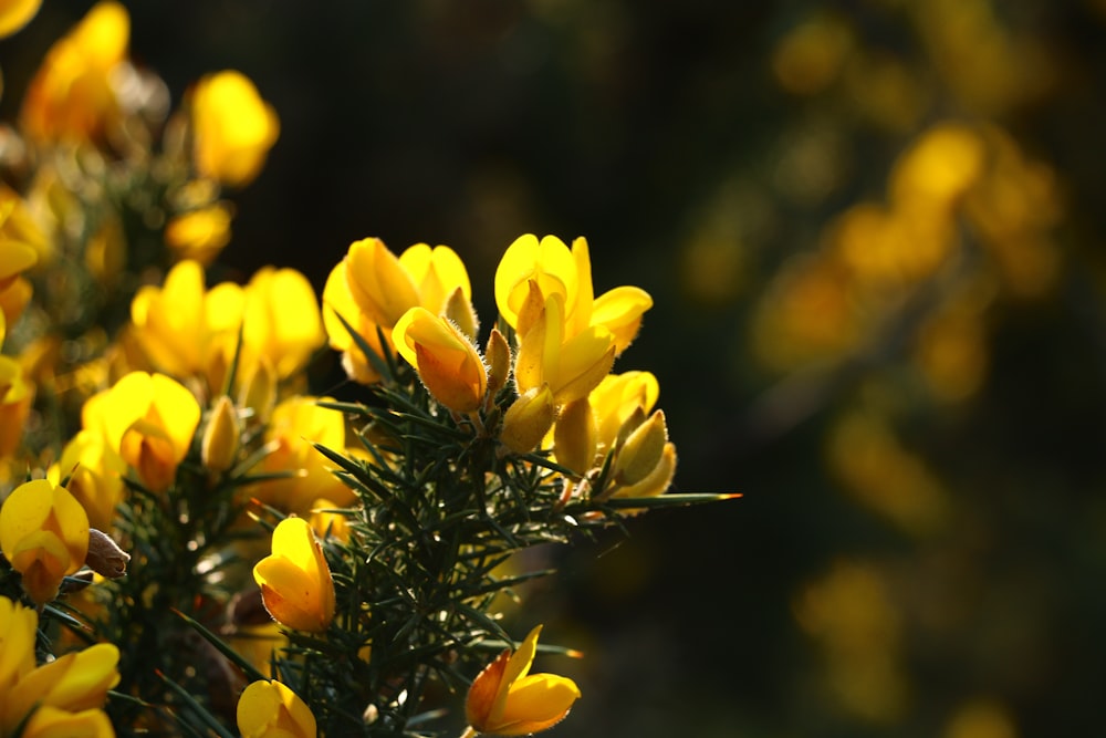 a close up of yellow flowers in a field