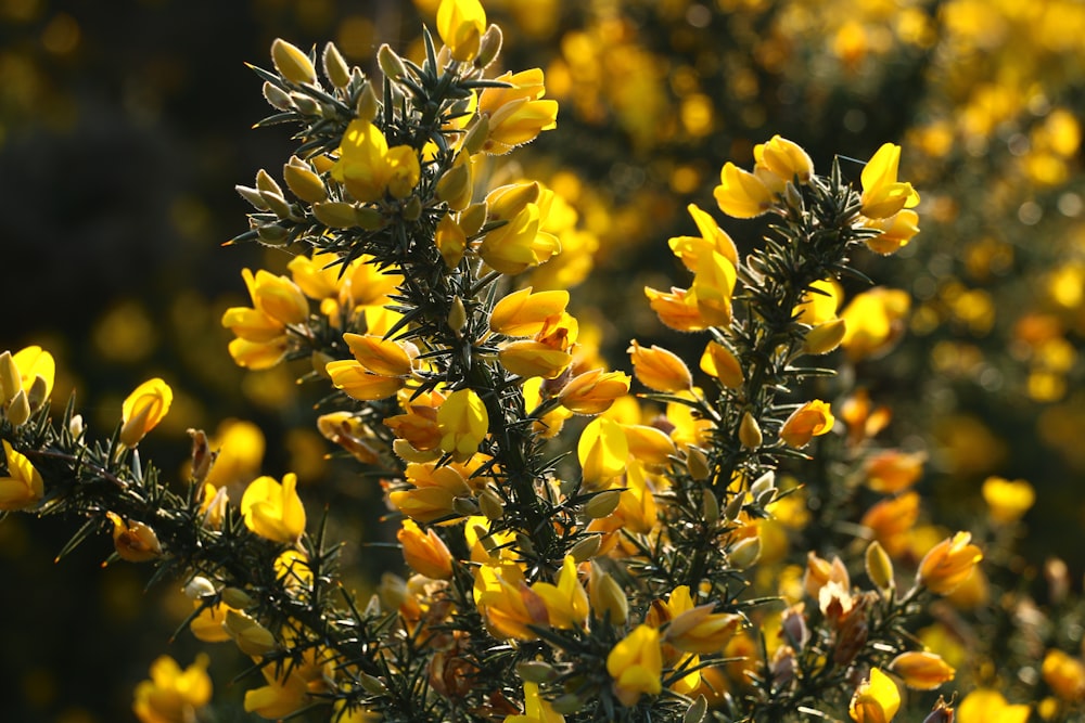 黄色い花を持つ茂みの接写
