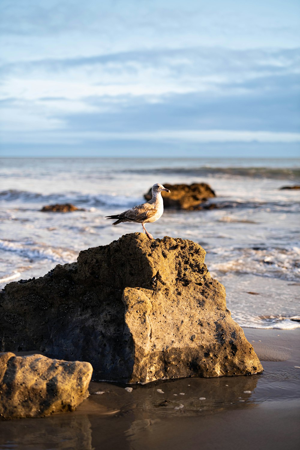 a seagull sitting on a rock on the beach