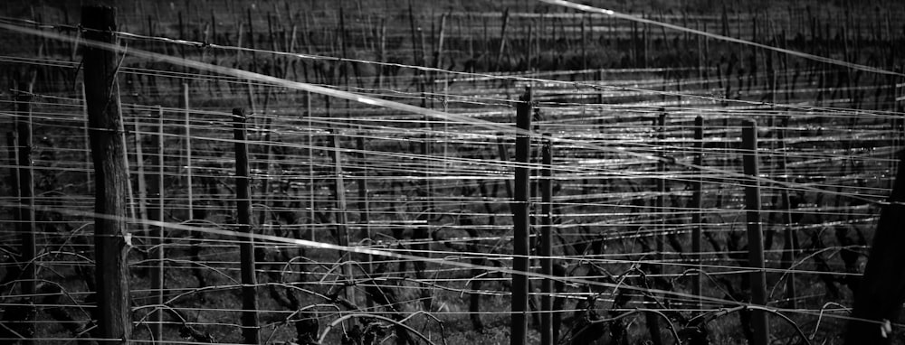 a black and white photo of barbed wire