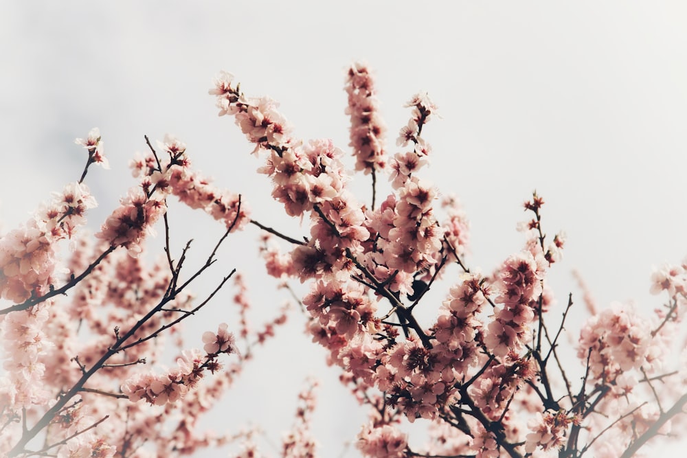 a close up of a tree with pink flowers