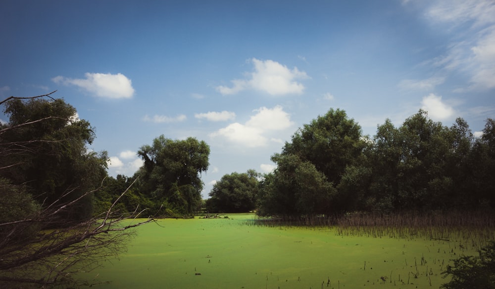 a swamp with green water and trees in the background