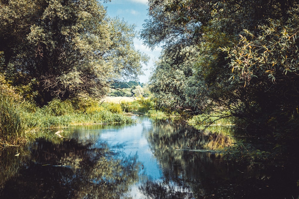 a body of water surrounded by trees and grass