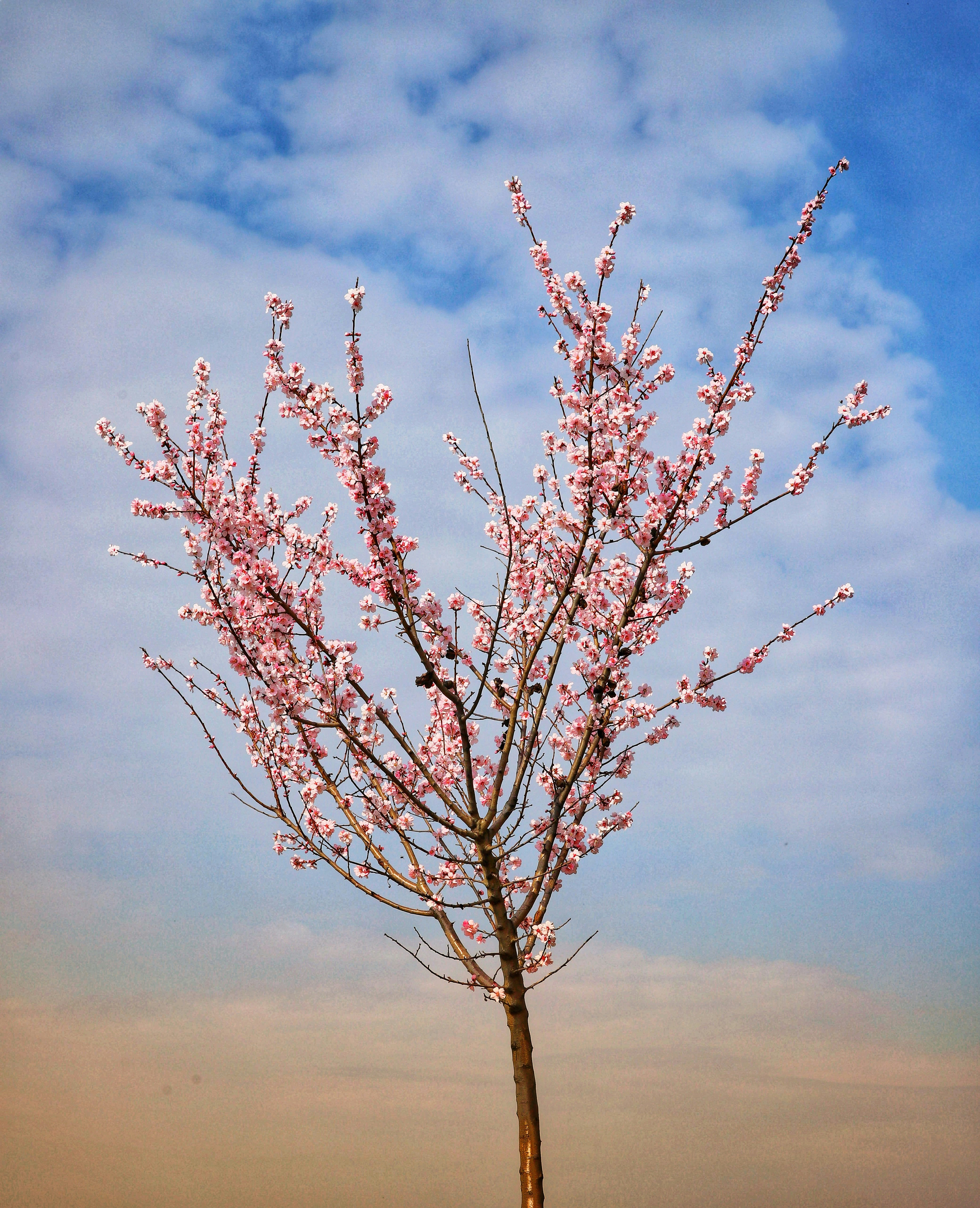almond blossom wallpaper, wallpaper, Mandelic Acid: Best Exfoliant for Darker Skin? 2