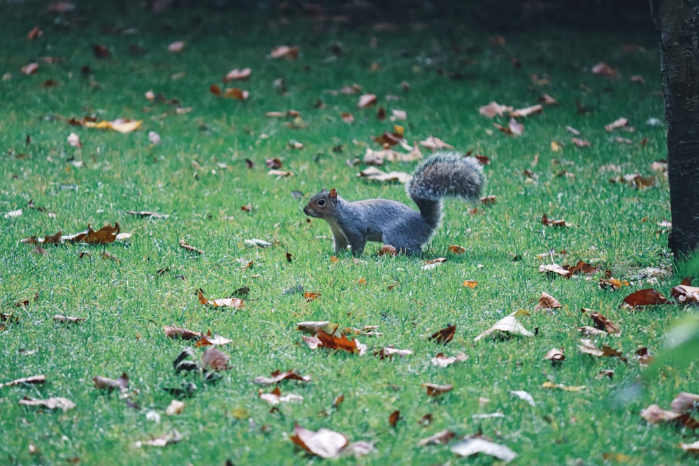 a squirrel standing in the grass next to a tree