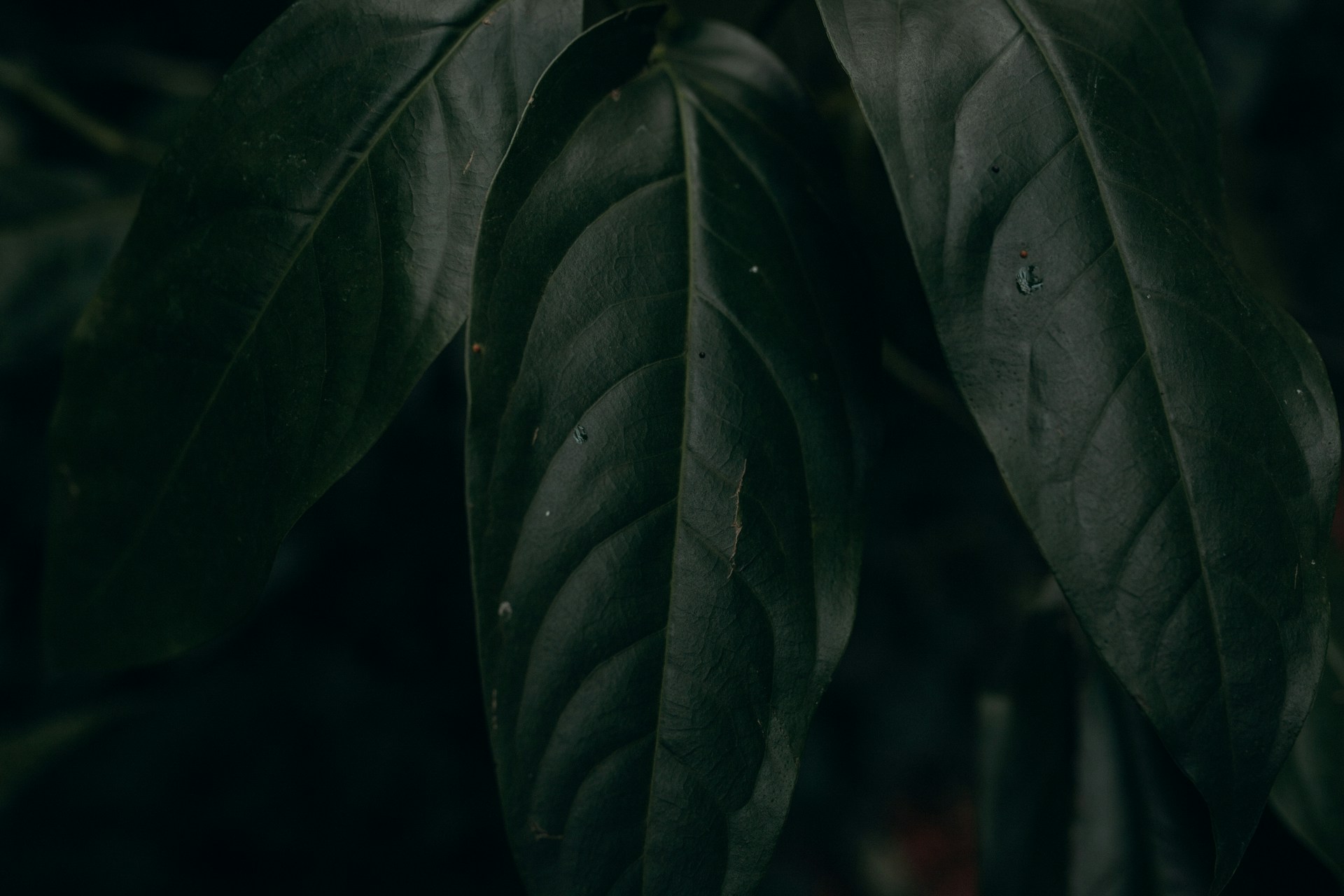 a close up of a green leaf on a tree