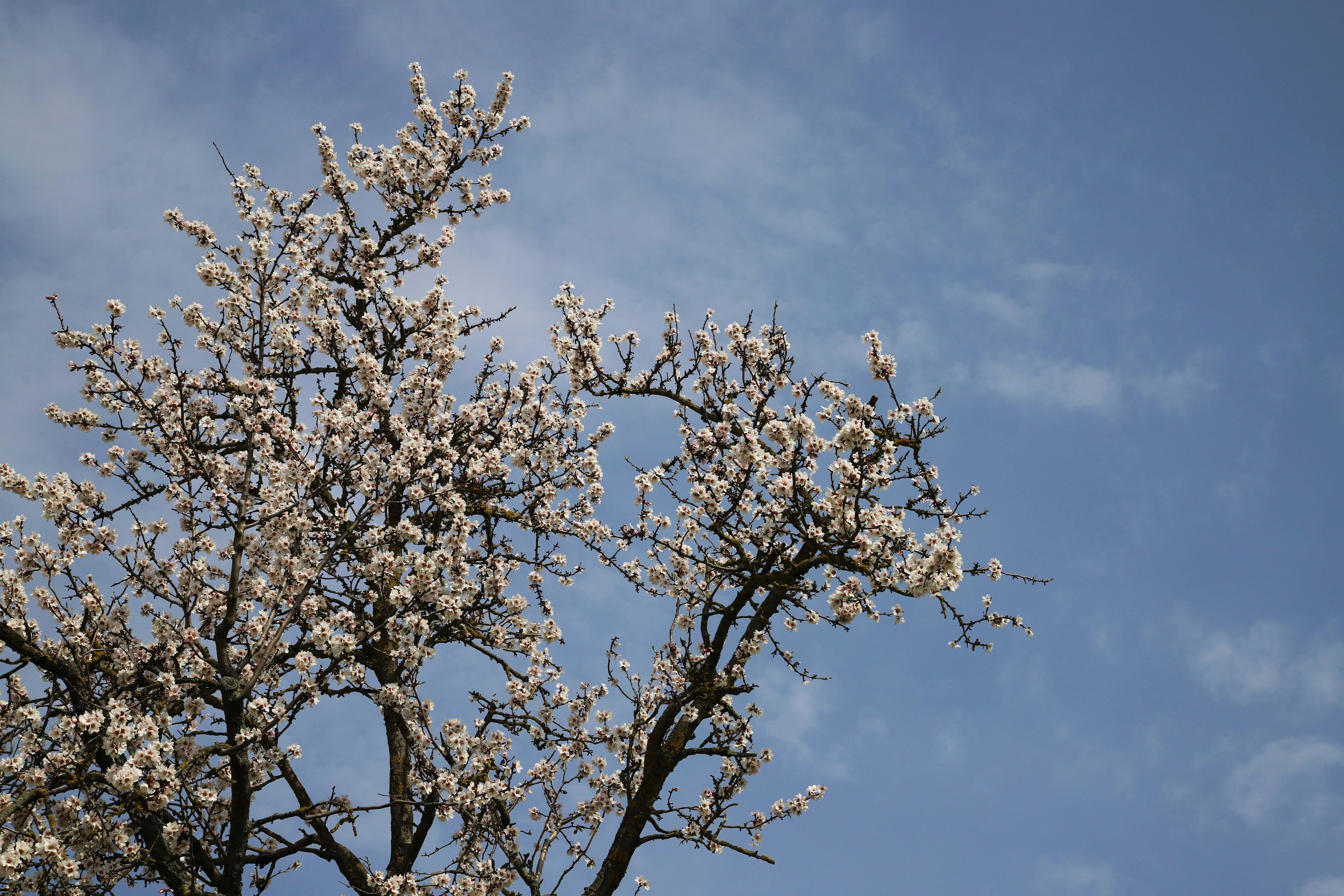 a tree with white flowers against a blue sky