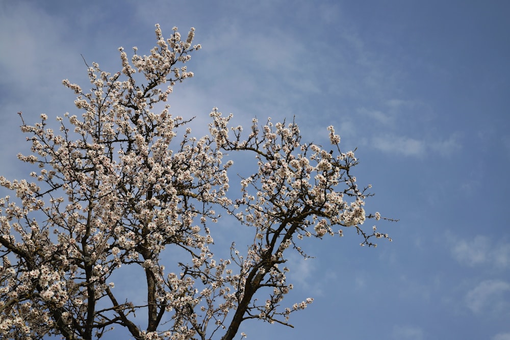 a tree with white flowers against a blue sky