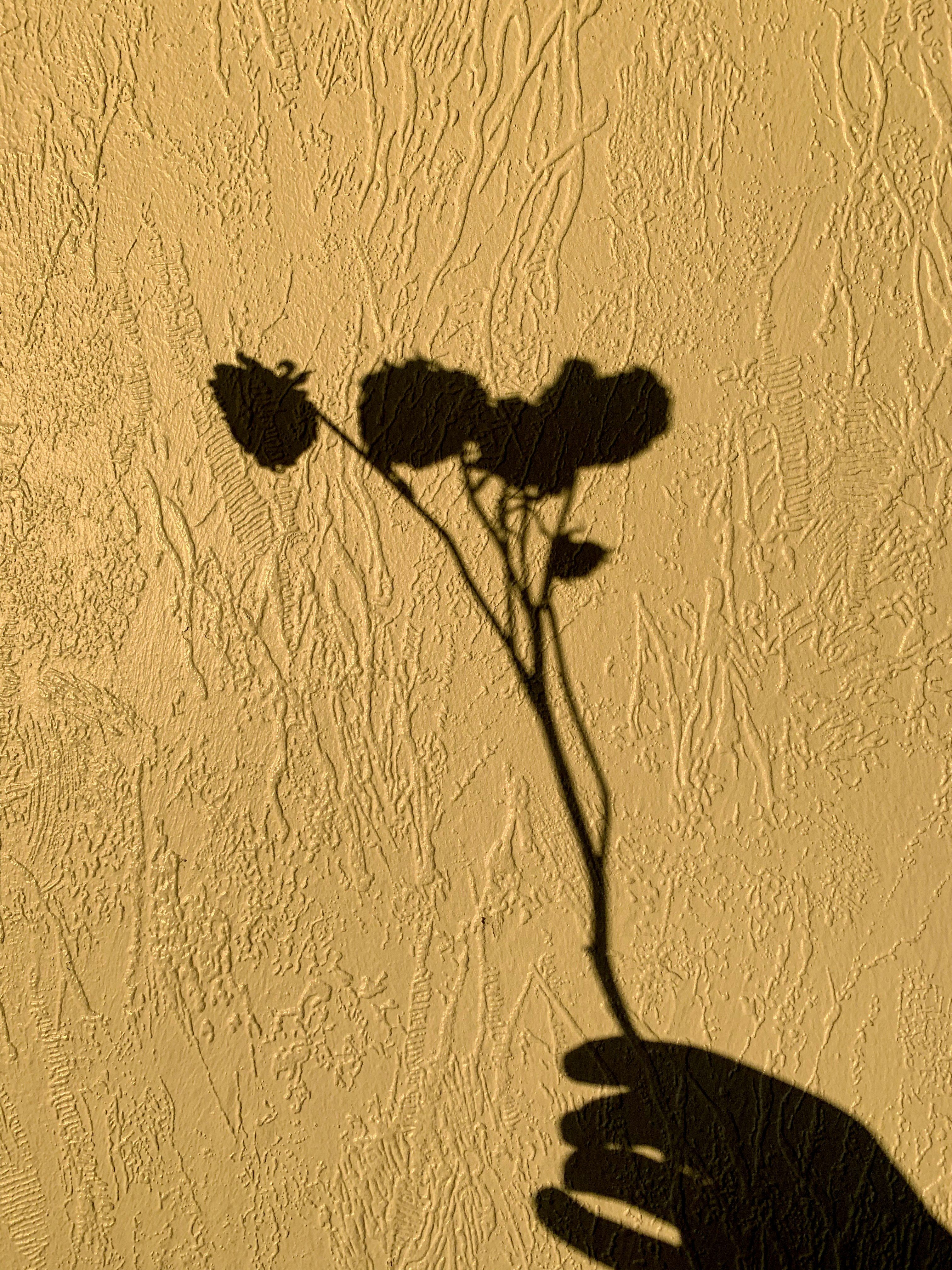 a shadow of a hand holding a flower