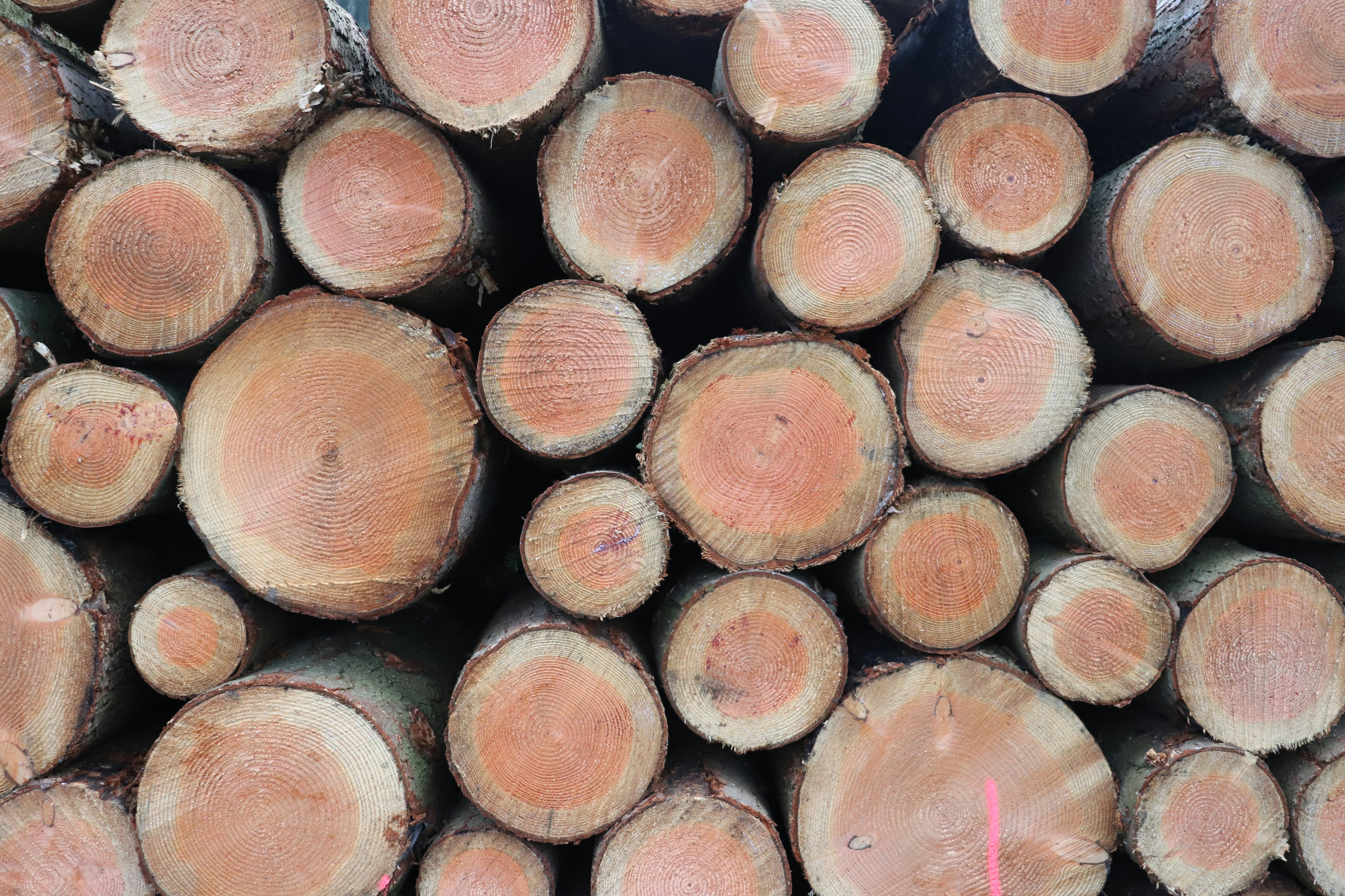 a pile of cut logs stacked on top of each other