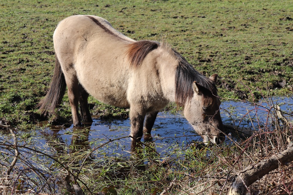 a horse drinking water from a puddle in a field