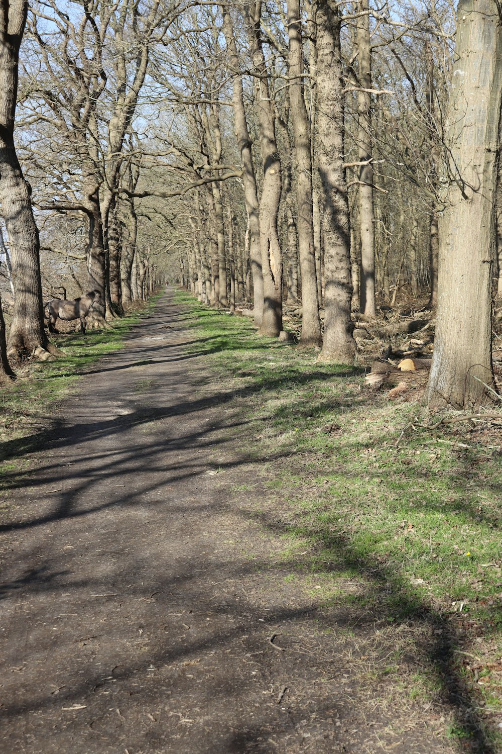 a dirt road surrounded by trees and grass