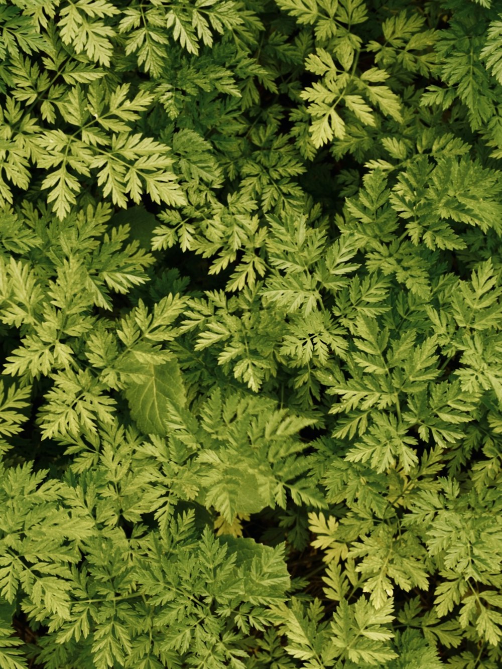 a close up of a bunch of green plants