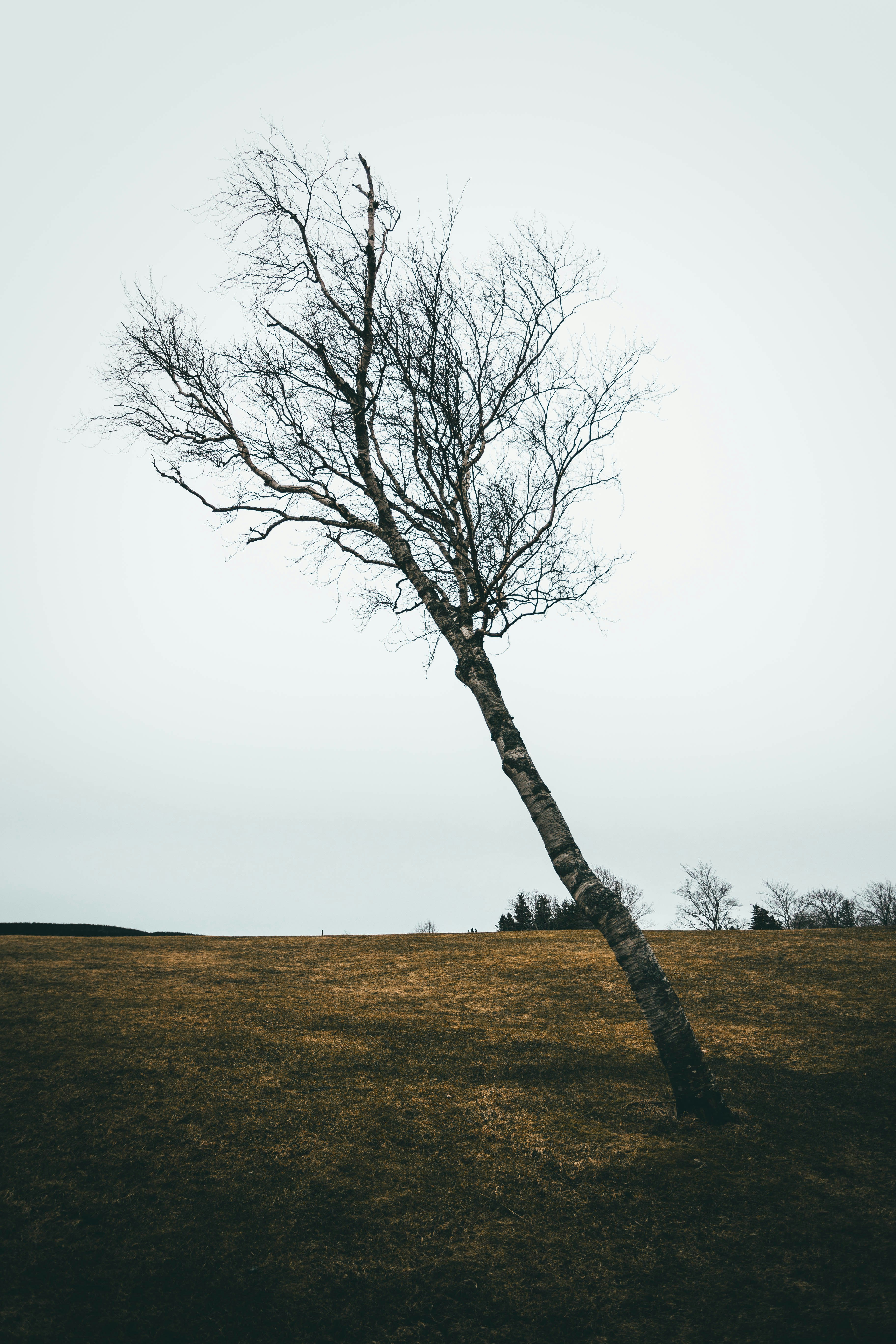 A lone tree stands alone in a field photo Free Grey Image on Unsplash