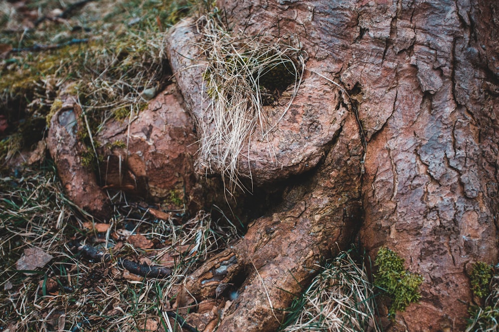 a close up of a tree trunk with moss growing on it