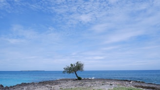 a lone tree on a rocky outcropping by the ocean