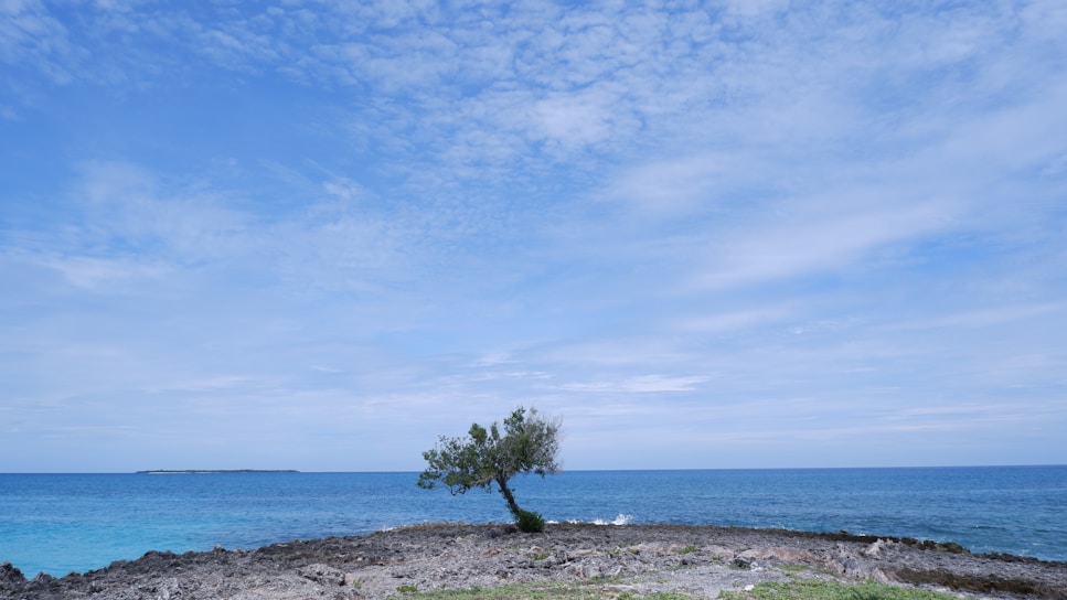 a lone tree on a rocky outcropping by the ocean