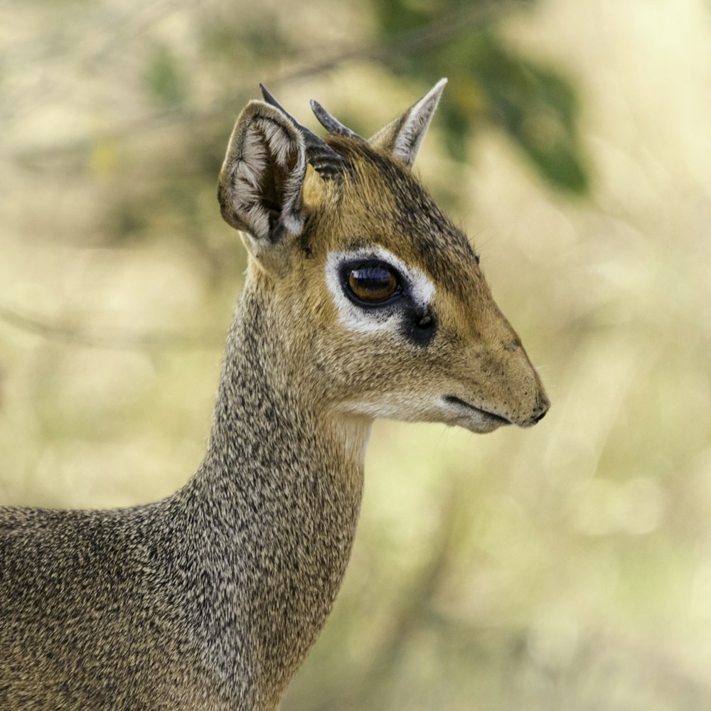 a close up of a deer with a blurry background