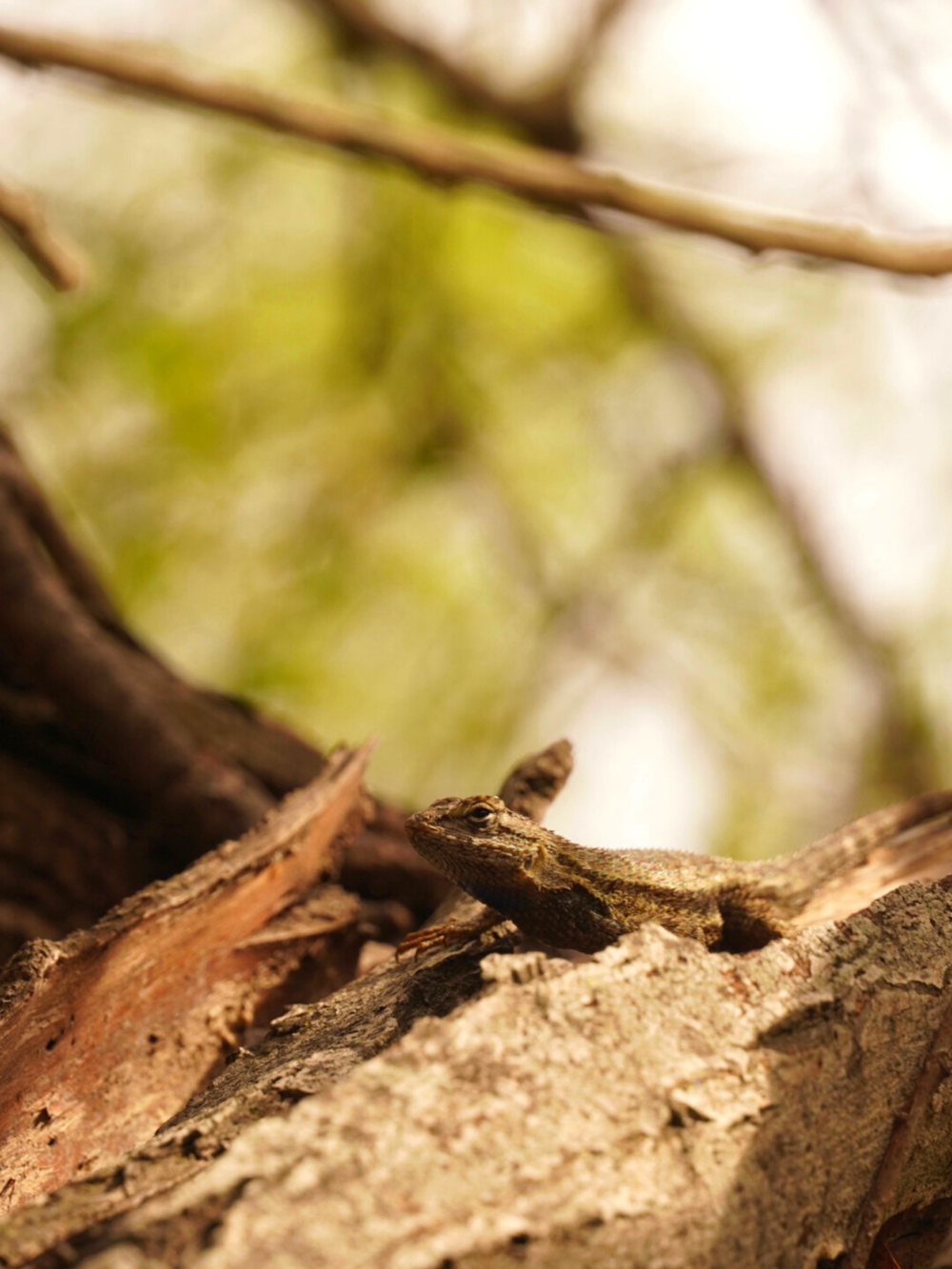 a small bird perched on top of a tree branch