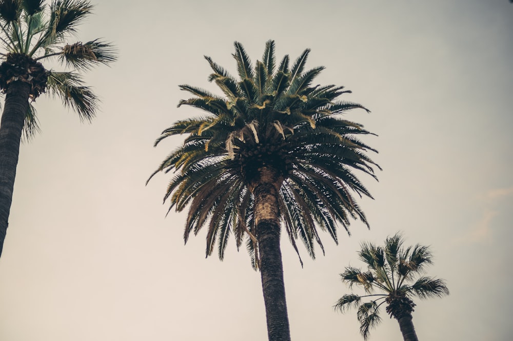 a couple of palm trees standing next to each other