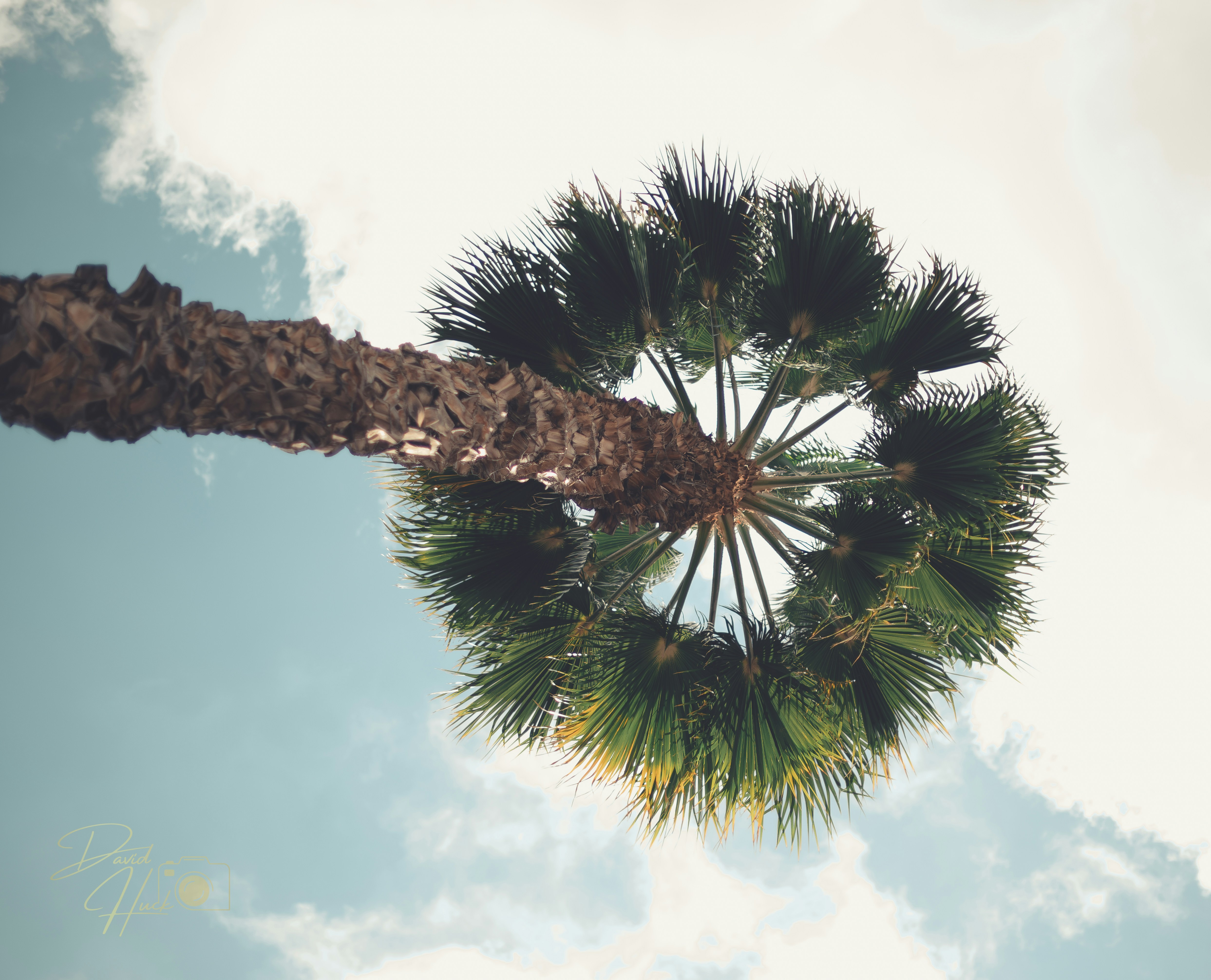 a view of a palm tree from below