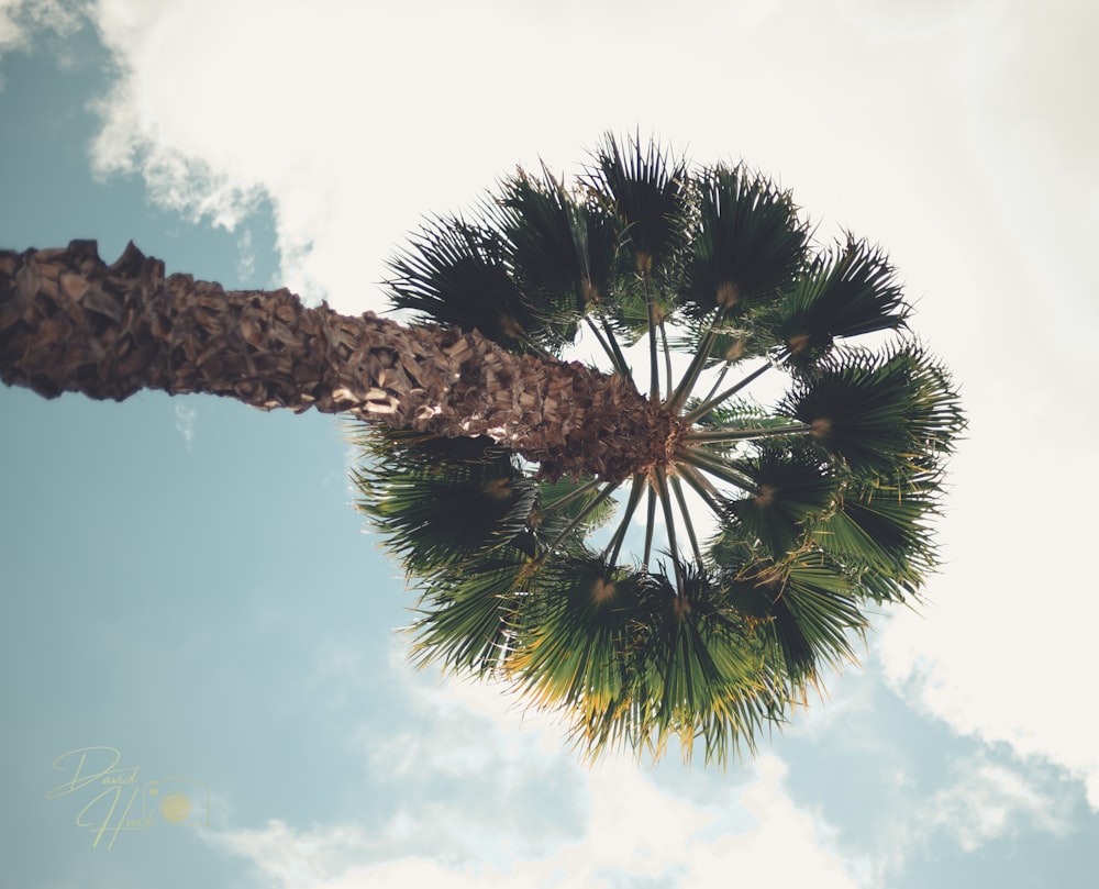 a view of a palm tree from below