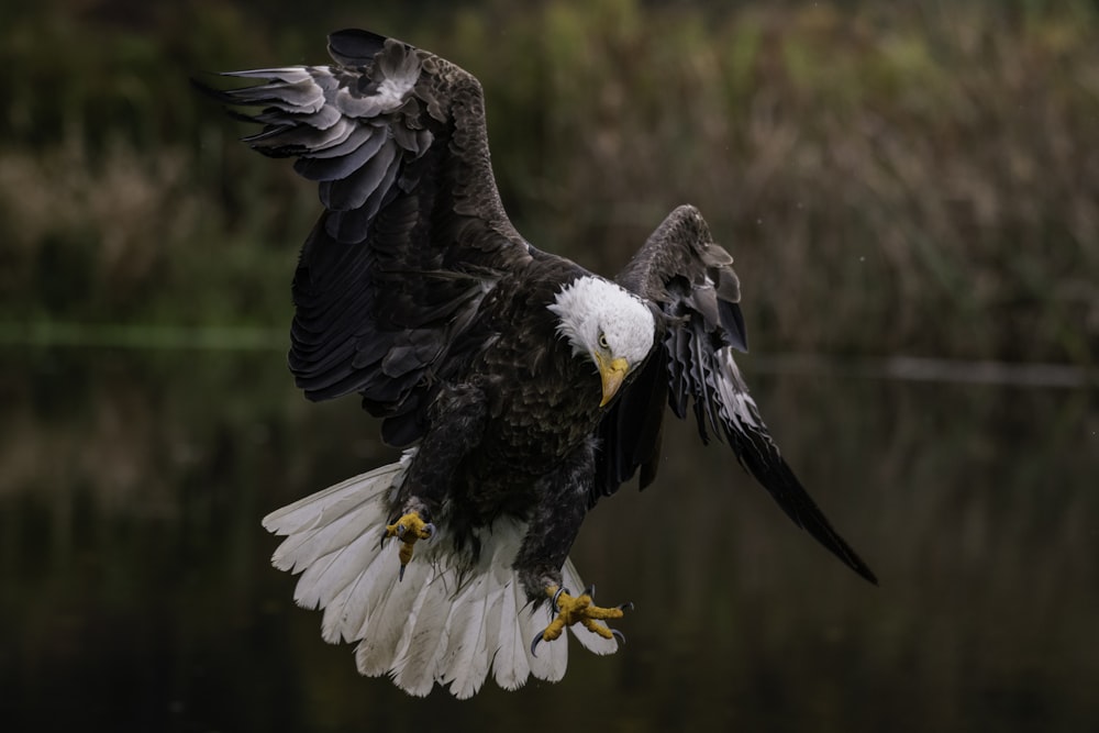 a bald eagle spreads its wings in front of a body of water