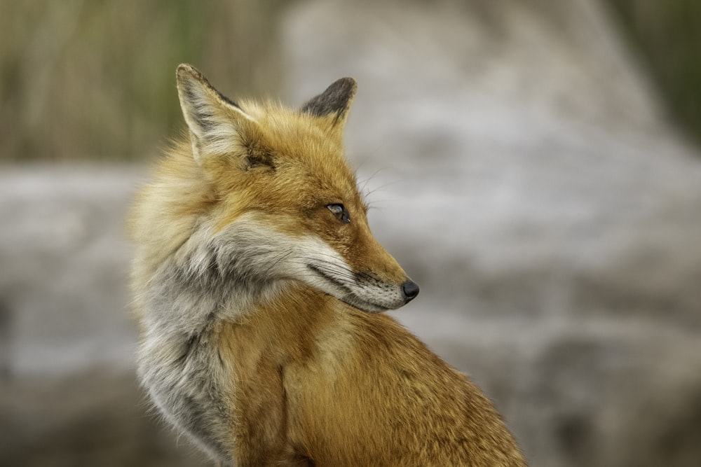 a close up of a fox with a blurry background