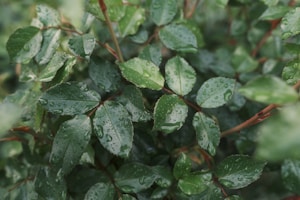 Pure Moringa Leaf Powder