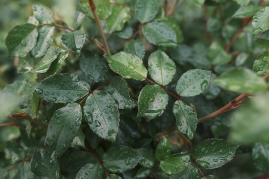 Green leaves covered with raindrops, displaying a fresh and vibrant appearance. The leaves are part of a dense cluster growing on reddish-brown stems.
