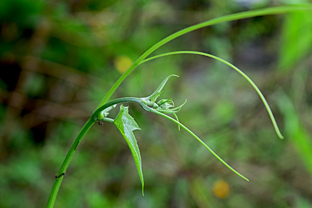 a close up of a green plant with a blurry background