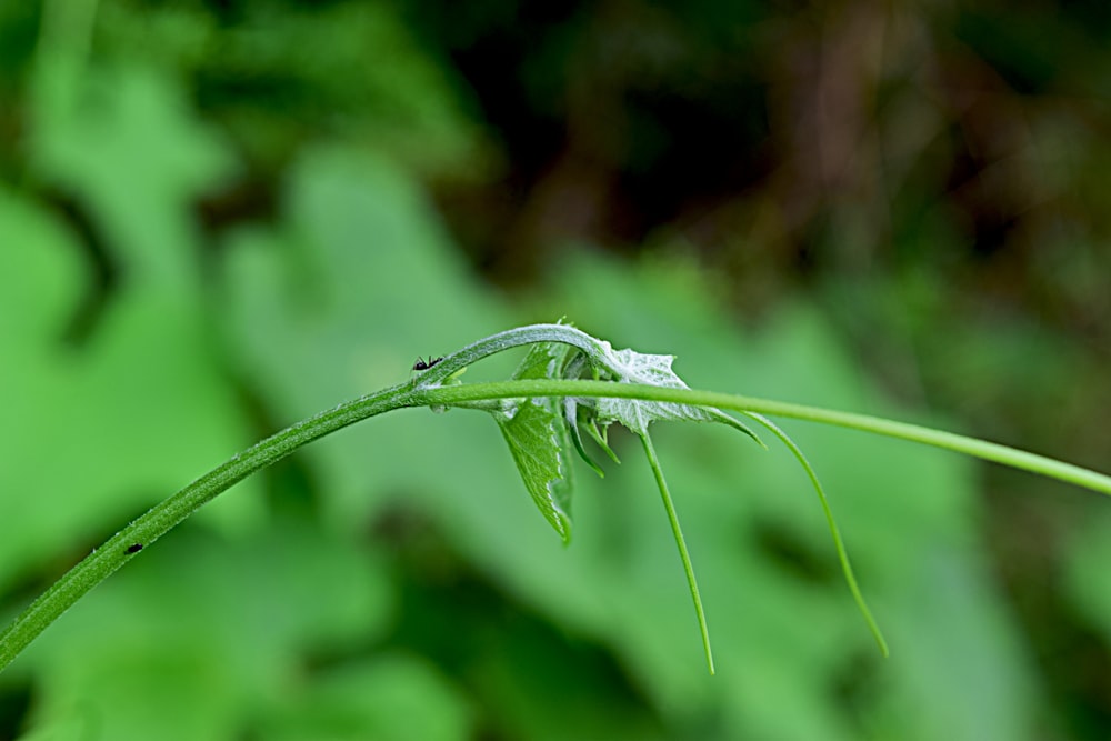 a close up of a green plant with leaves