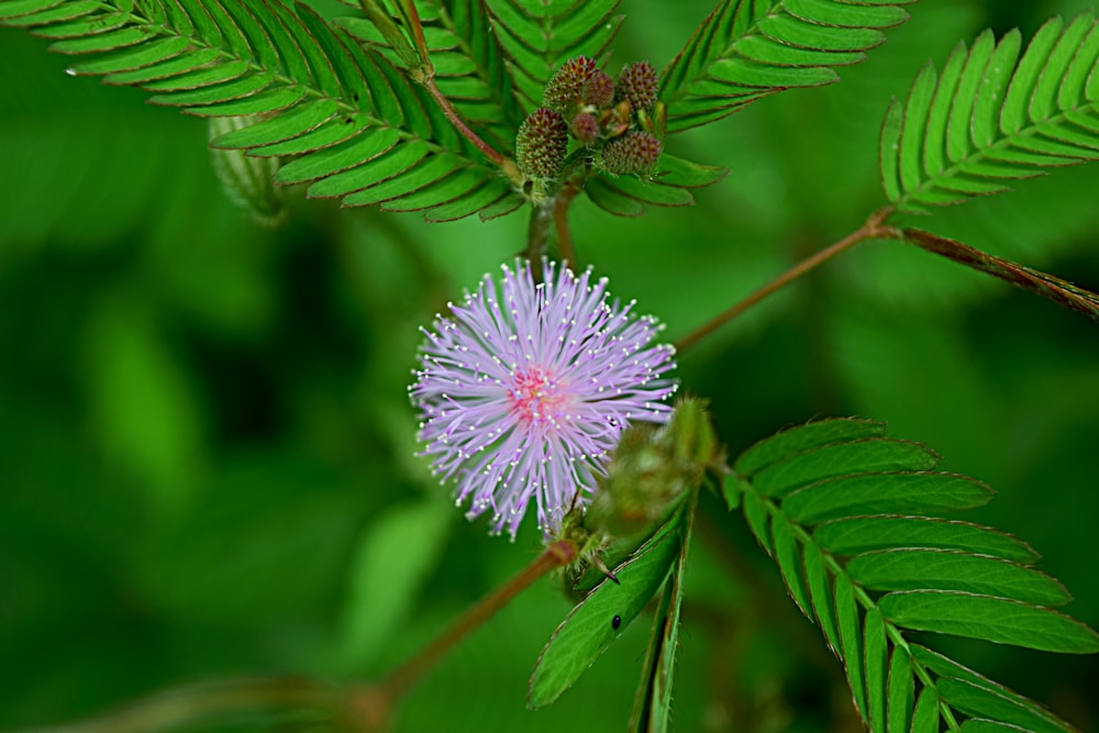 a small purple flower sitting on top of a green plant