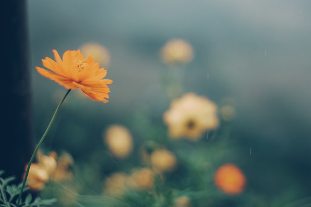 a close up of a flower with a blurry background