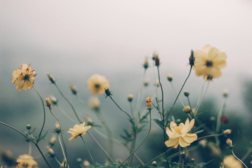 a bunch of yellow flowers in a field