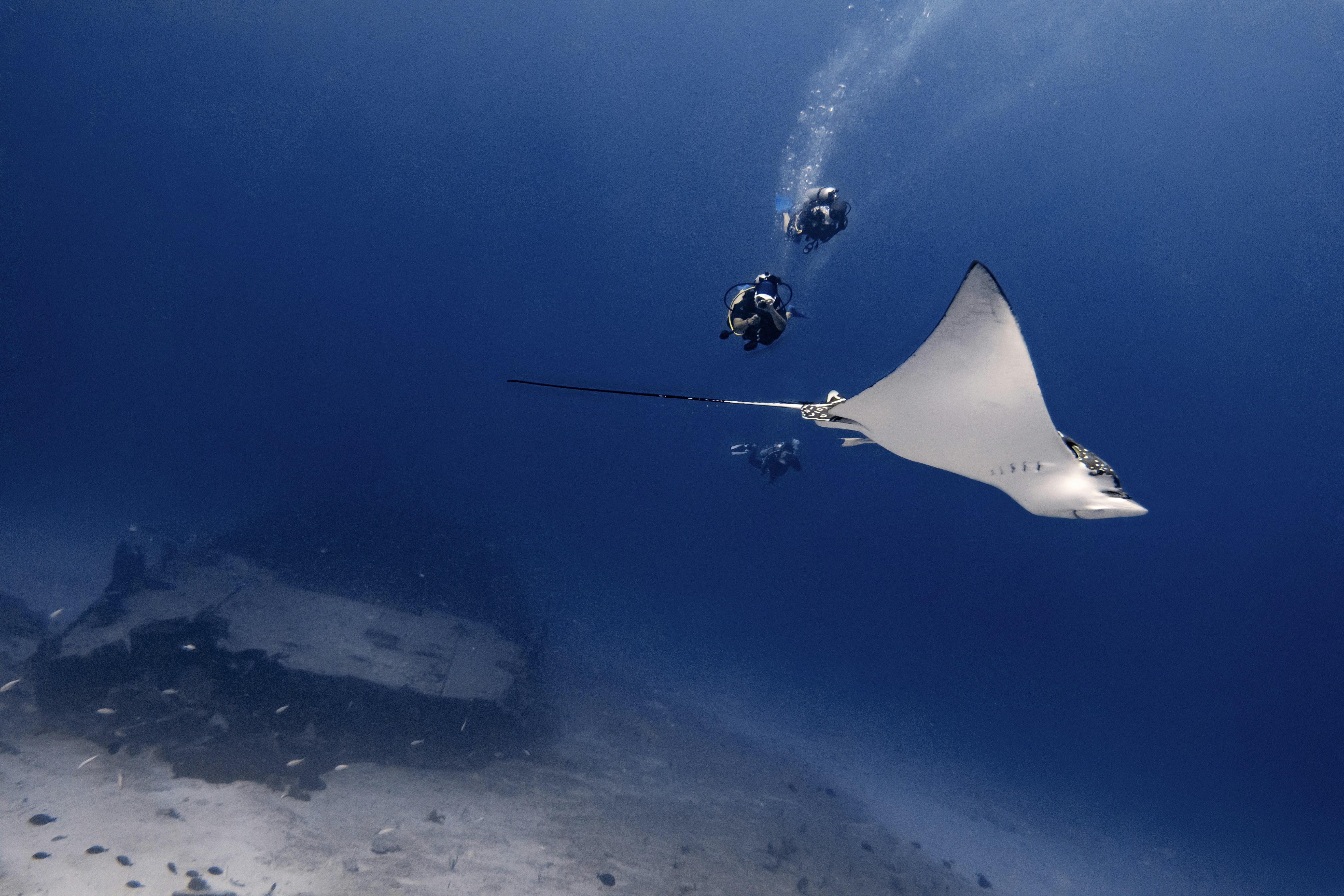 a manta ray swims in the blue water