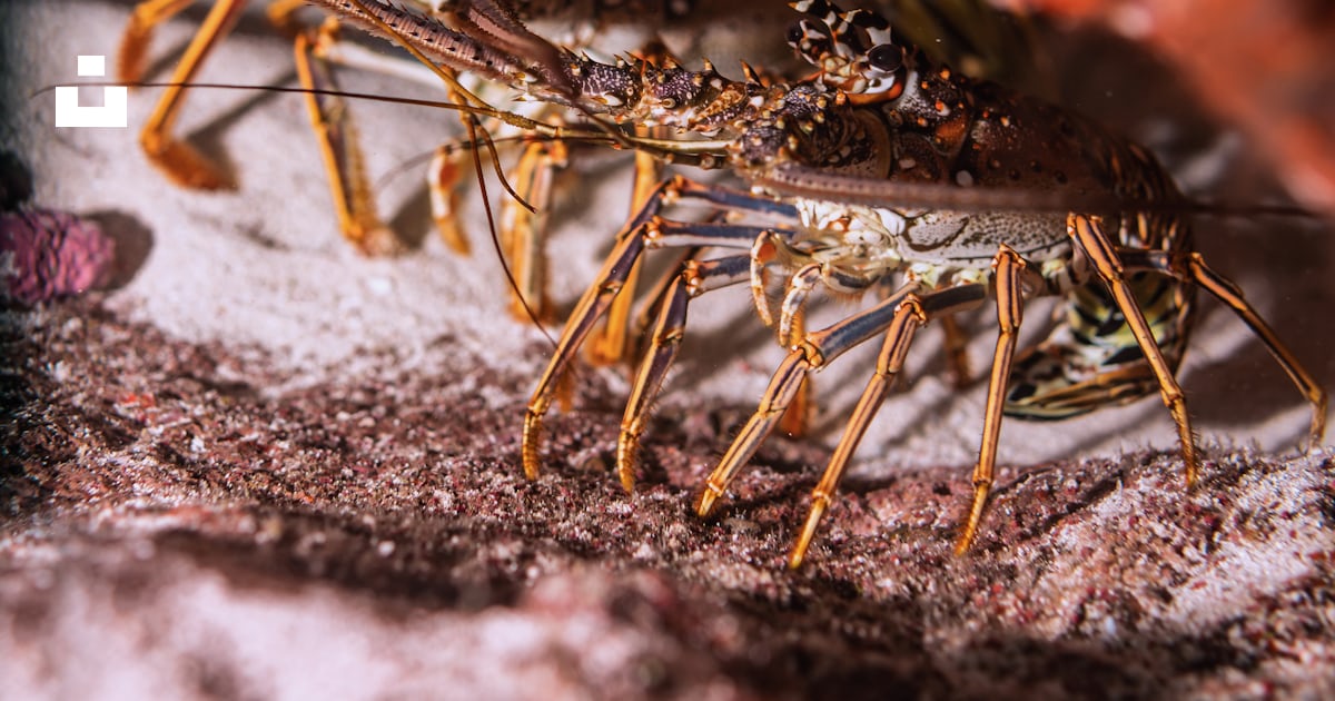 A close up of a dead lobster on a rock photo – Free Mexico Image on ...