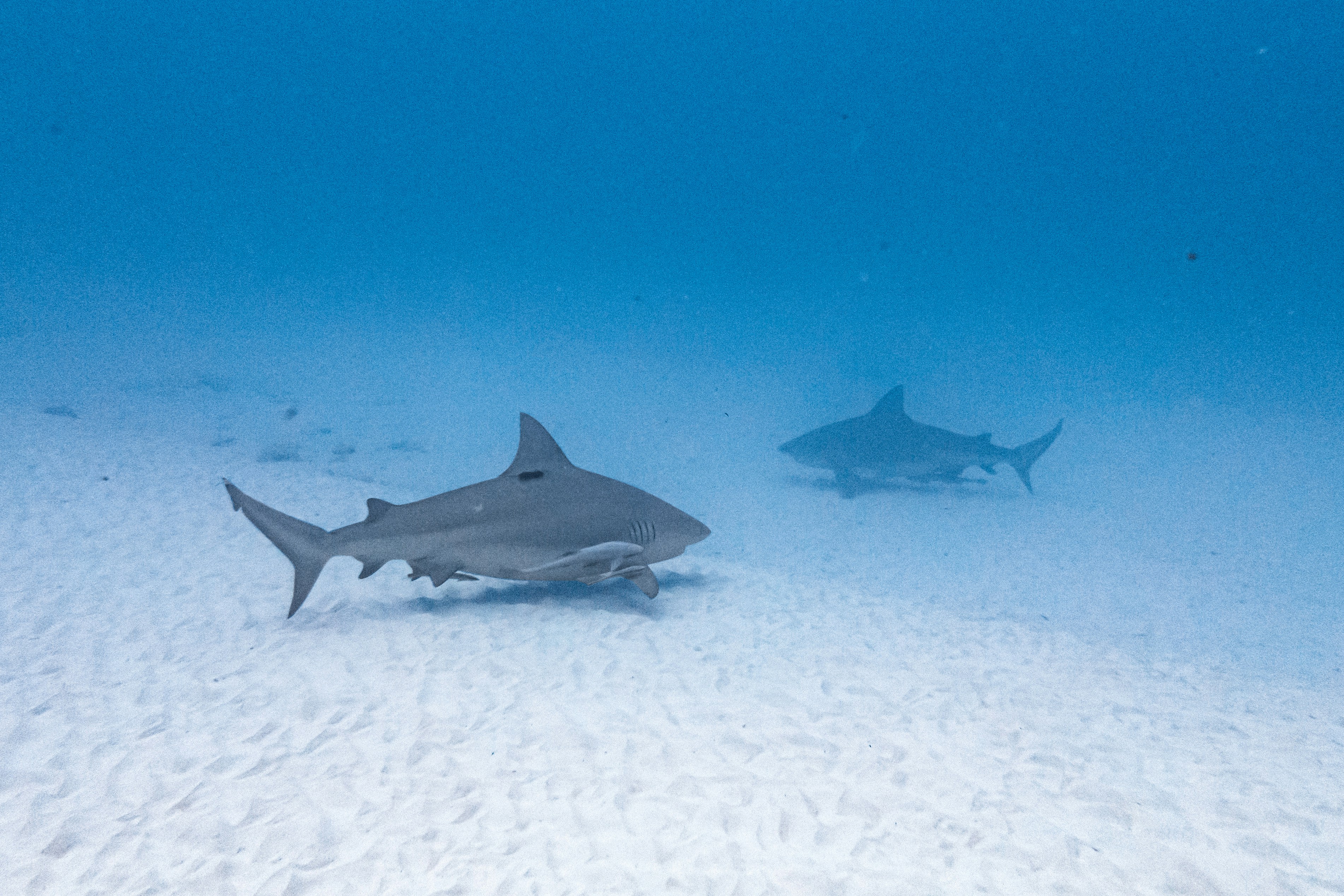 Photo by malekbeeprod