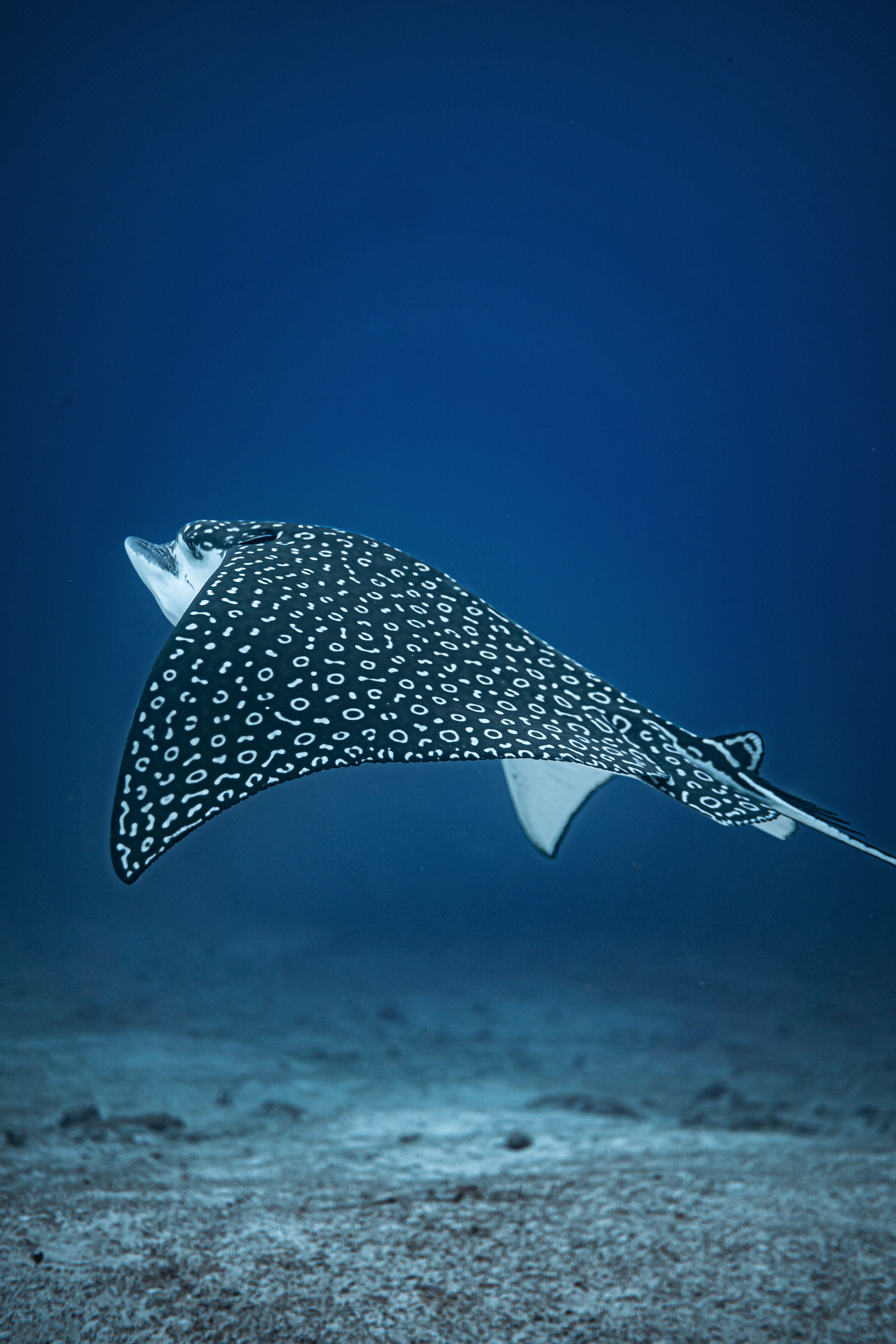 AVAILABLE FOR SHOOTING AT POCNA DIVE CENTER, ISLA MUJERES, MEXICO.