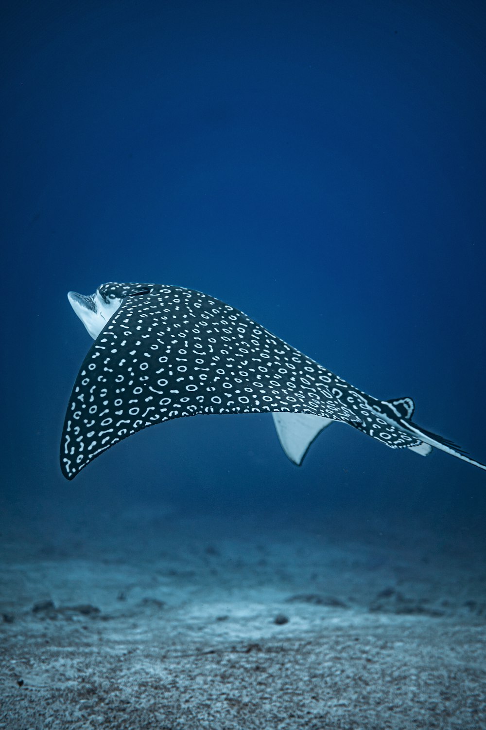 a manta ray swimming in the ocean