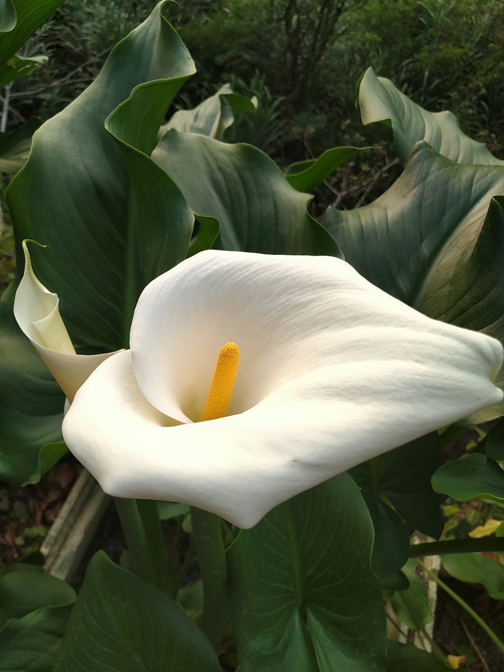 a close up of a white flower with green leaves