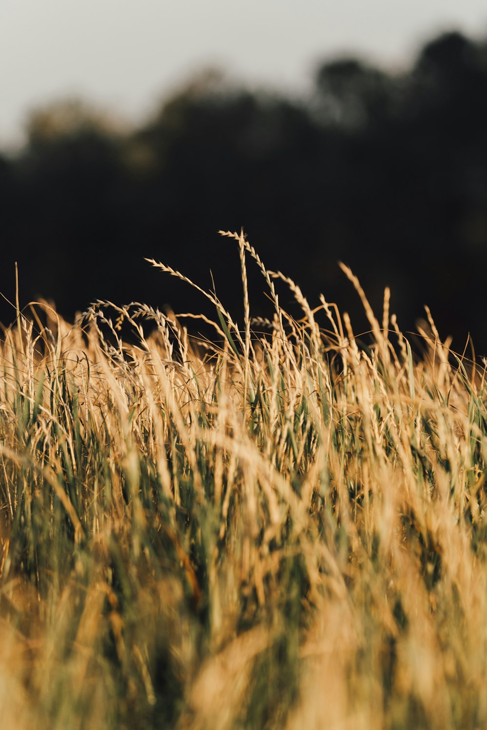 a field of tall grass with trees in the background