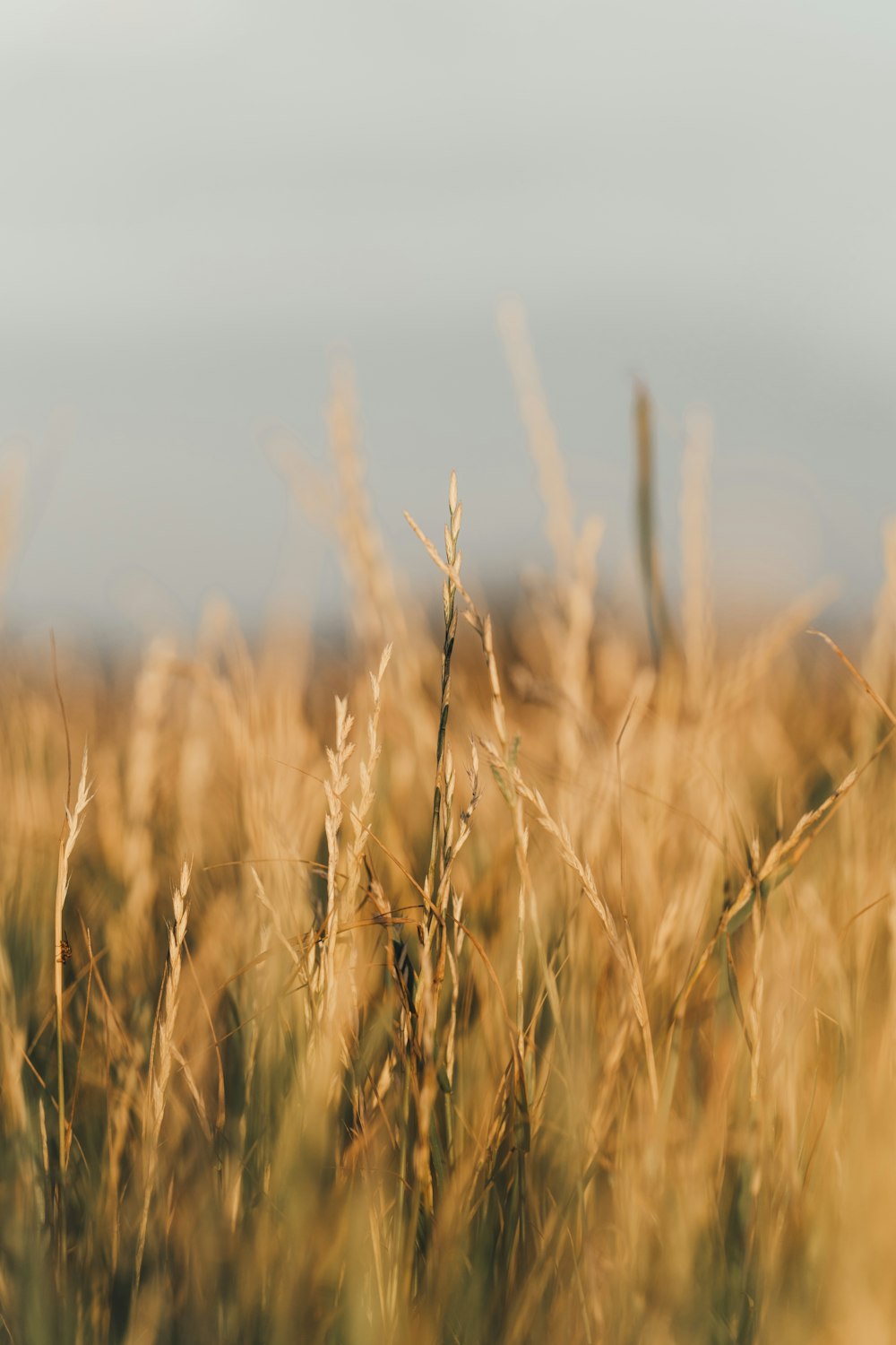 a field of tall grass with a sky in the background