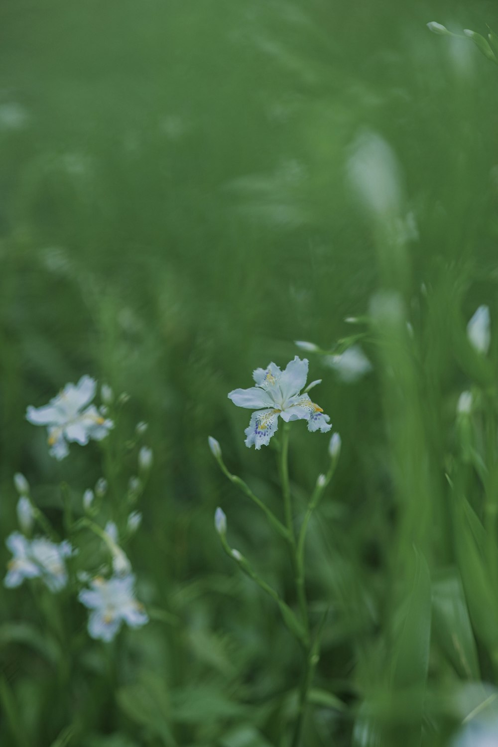 a bunch of flowers that are in the grass